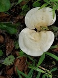 Ganoderma curtisii image