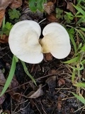 Ganoderma curtisii image