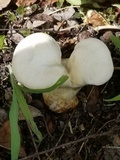Ganoderma curtisii image