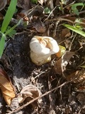 Ganoderma curtisii image