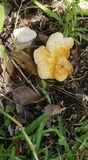 Ganoderma curtisii image