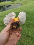 Ganoderma curtisii image