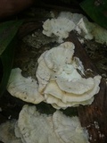 Trametes membranacea image