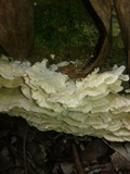 Trametes membranacea image