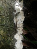 Trametes membranacea image