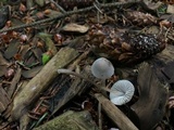 Mycena subcaerulea image