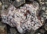 Psora decipiens image