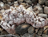 Psora decipiens image