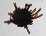 Stigmina lautii image
