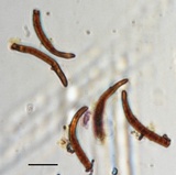 Stigmina lautii image