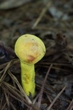 Pulveroboletus ravenelii image