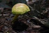 Pulveroboletus ravenelii image