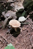 Lactarius subplinthogalus image