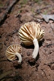 Lactarius subplinthogalus image