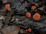 Marasmius fulvoferrugineus image