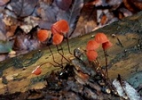 Marasmius fulvoferrugineus image