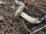 Retiboletus fuscus image