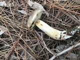 Retiboletus fuscus image