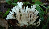 Sebacina schweinitzii image
