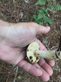 Retiboletus fuscus image