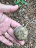 Retiboletus fuscus image