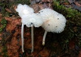 Heliomyces decolorans image