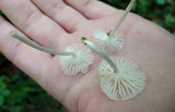 Heliomyces decolorans image