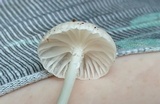 Heliomyces decolorans image