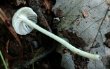 Heliomyces decolorans image