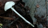 Heliomyces decolorans image