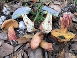 Butyriboletus floridanus image