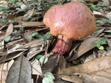 Butyriboletus floridanus image