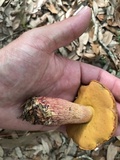 Butyriboletus floridanus image