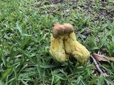 Boletus luridellus image