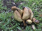 Boletus luridellus image