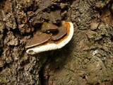 Ganoderma lobatum image