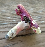 Russula mariae image
