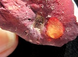 Russula mariae image