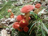 Baorangia bicolor image