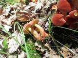 Baorangia bicolor image