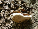 Ganoderma lobatum image