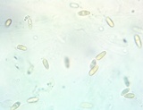 Baorangia bicolor image