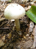 Amanita volvata image