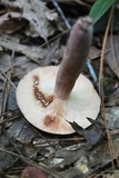 Lactifluus corrugis image
