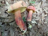 Boletus pallidoroseus image