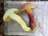 Boletus pallidoroseus image