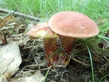 Boletus pallidoroseus image