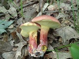 Boletus pallidoroseus image