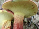 Boletus pallidoroseus image