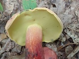 Boletus pallidoroseus image